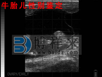 母牛懷孕90天牛用B超級影像圖
