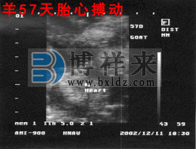 母羊懷孕57天影像圖
