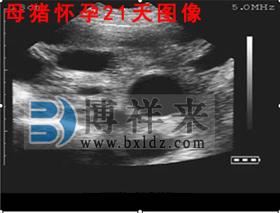 豬用B超母豬懷孕21天影像圖