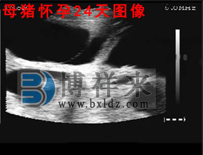 豬用B超母豬懷孕24天影像圖