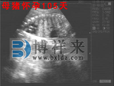 母豬懷孕105天豬用B超影像圖