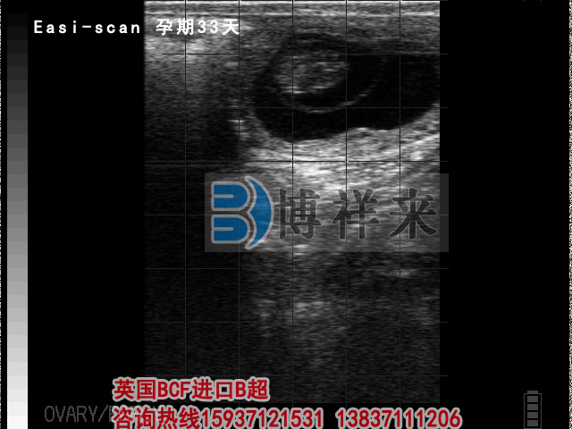 牛用B超檢測孕期43天影像圖