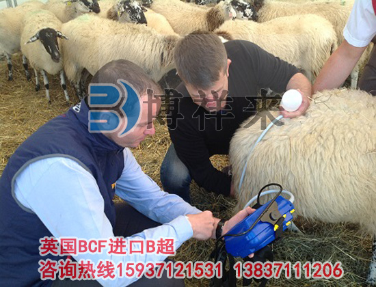 羊用B超檢查母羊子產期不孕的原因