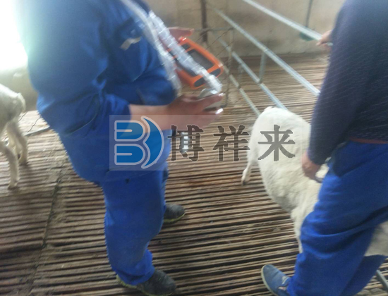羊用B超儀BXL-M5羊場使用案例
