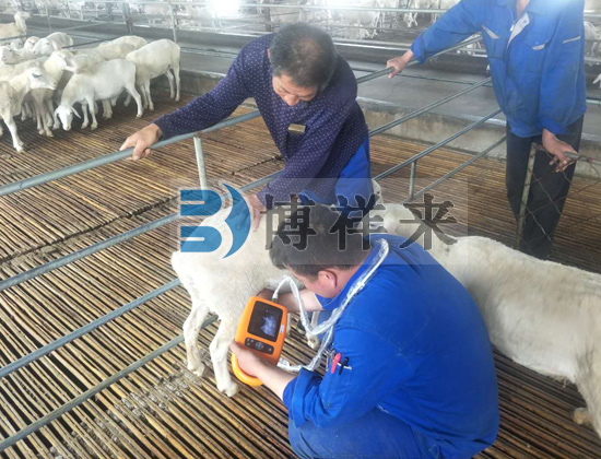  新款羊用B超儀BXL-M5羊場使用案例
