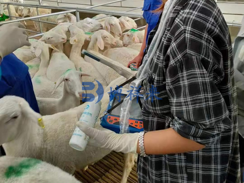 高清羊用B超機檢測母羊妊娠
